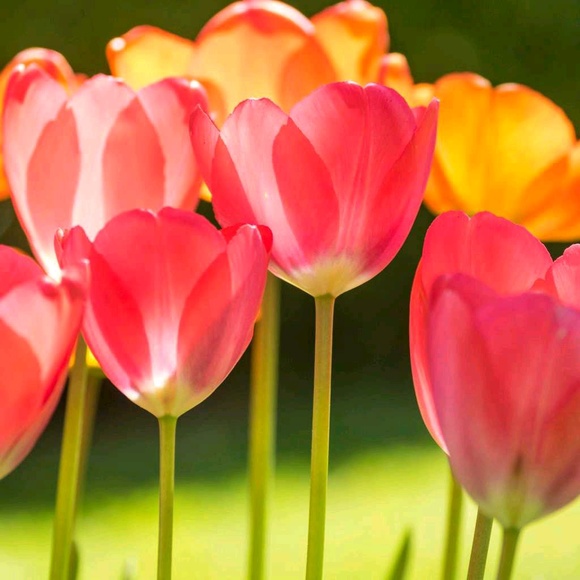 rosaflowers